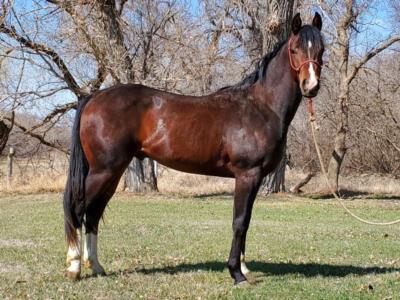 Whiskey Up Genie JW <BR>AQHA 5947385